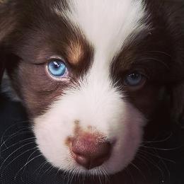 Australian Shepherd Puppies from Peacock’s Pride Australian Shepherds