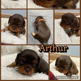 Arthur - Chocolate male Cavalier King Charles Spaniel puppy in Ellisville, Mississippi from Malu Lani Cavaliers