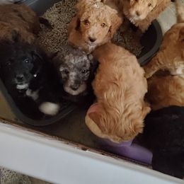 Aussiedoodle Puppies from Color Country Doodles