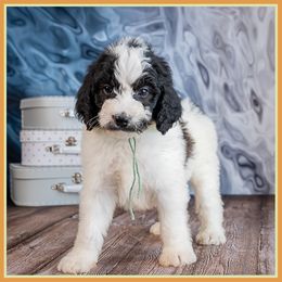 Manchu - Black male Bernedoodle puppy in Connersville, Indiana from Deaz Doodle Ranch