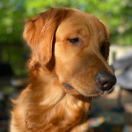 Golden Retrievers from Hampshire Goldens