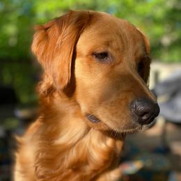 Golden Retrievers from Hampshire Goldens