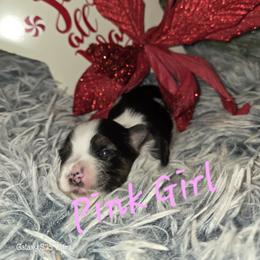 Pink Girl - Parti female Yorkshire Terrier puppy in Goose Creek, South Carolina from Tiny Paws Dachshund Yorkies & Dorkies