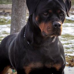 Karma - Rottweiler