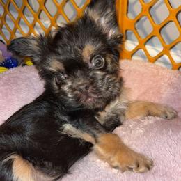 Felix - Liver male French Bulldog puppy in Garland, Texas from Brewer's Doodles and French Bulldogs