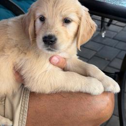 Shania - Golden female Golden Retriever puppy in Peoria, Arizona from Westwing Retrievers