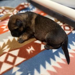 German Shepherd Puppies from Smithcoshepherds