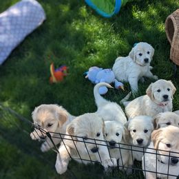 Golden Retriever Puppies from Mountain Sky Goldens