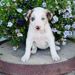 Girl 1 - Red merle - Red merle female Border Collie puppy in Minden, Iowa from Rocking N Registered Border Collies & Labradors