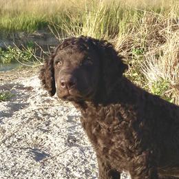 Curly-Coated Retriever Puppies from Betacoil Curly Coated Retrievers