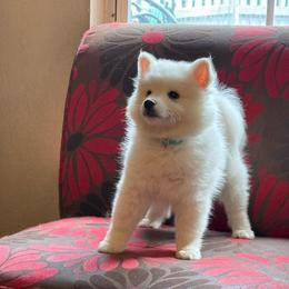 Libra-Teal Blue - White male American Eskimo Dog puppy in Squaw Valley, California from Bear Mountain