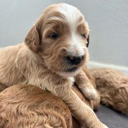 Buoy - Apricot male Goldendoodle puppy in Brooksville, Florida from Abby’s Standard Goldendoodles