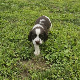 English Springer Spaniel Puppies from Painters Lane Livestock