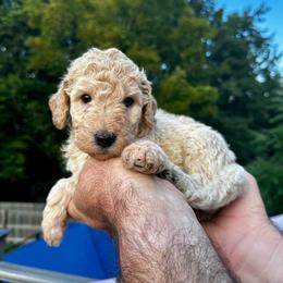 Oliver - Yellow and white male Bernedoodle puppy in Holt, Missouri from Mindys Doodles