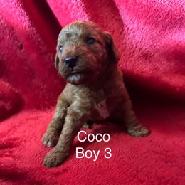 AKC Boy 3 - Red  male Poodle puppy in Southwest Ranches, Florida from Herringbone ‘s Poodles