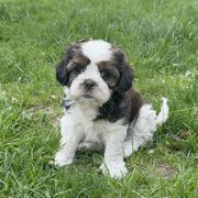 Lillipup - Brindle and white female Cavatzu puppy in Saint Paul, Minnesota from Amy’s Puppy Tzu
