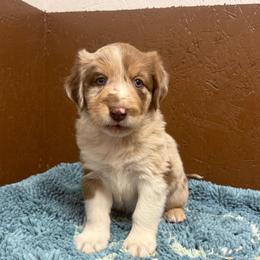 Doc Holliday - Red merle male Australian Shepherd puppy in Smithfield, Utah from C&C Ranch