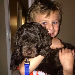 Australian Labradoodle Puppies from Blue Opal Labradoodles