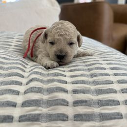 Charlie - Buff and white male Cockapoo puppy in Yuba City, California from The Doodle Barn