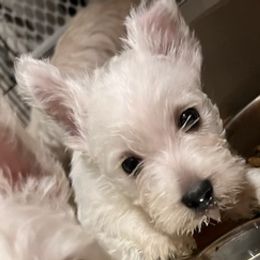 West Highland White Terriers from Mel’s Westies