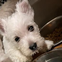 West Highland White Terriers from Mel’s Westies