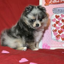 Angie - Blue merle female Pomeranian puppy in Scottsburg, Virginia from Summer Set Poms