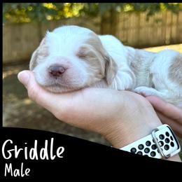 Griddle - Parti male Goldendoodle puppy in Angier, North Carolina from A Breed Above Kennels