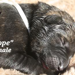 Hope - Sable female German Shepherd puppy in Ratcliff, Arkansas from Ridgeline Shepherds