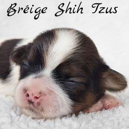 AKC Tri-Color Male - Tricolor male Shih Tzu puppy in Middle Grove, New York from Beirin Breige Shih Tzus