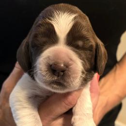 Girl 2 - female Spinone Italiano puppy in Florida from Starfire Leonbergers and Spinone Italiano