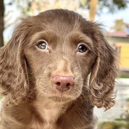 Dachshunds from Neu Doxies