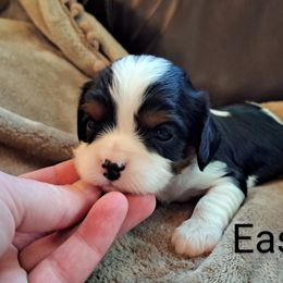 Easton - Tri-color Cavalier King Charles Spaniel puppy in Mohnton, Pennsylvania from Maple Grove Cavaliers