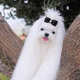 Chrissy - Maltese