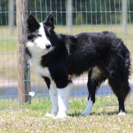 Risk - Border Collie