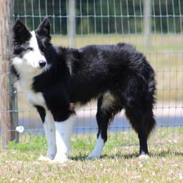 Risk - Border Collie