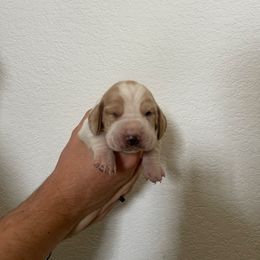 Theo - Lemon and white male Basset Hound puppy in California from Happy Hills Bassets