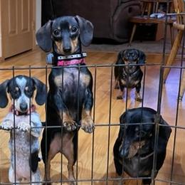 Dachshunds from Woyak Weenies