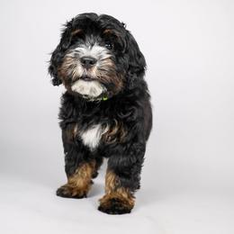 Chad - Black and white male Bernedoodle puppy in Saratoga Springs, Utah from Saratoga Springs Doodles