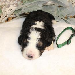 Green - Tri-color male Bernedoodle puppy in Mississippi from Ewing Acres