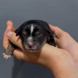 Dano - Black tri male Miniature Australian Shepherd puppy in North Lakeport, California from Wild Rose Ranch