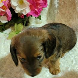 Dachshund Puppies from CLARK'S BREEDING PROGRAM