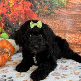 Wren - Black female Poodle puppy in Lebanon, Missouri from Perkins Pups