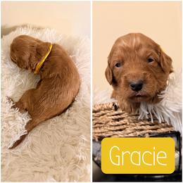 Gracie - Apricot female Goldendoodle puppy in Valdosta, Georgia from Designer Doodles of South GA