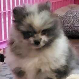 Girl 1 - Pomeranian puppy in Fort Lauderdale, Florida from El'Cienna Poms