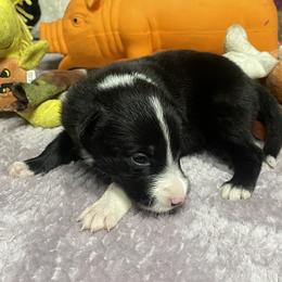 Ayla - Black and white female Border Collie puppy in Aledo, Illinois from Claycreek Ranch