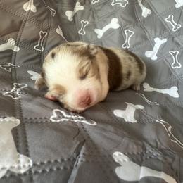 Girl 1 - Red merle female Miniature American Shepherd puppy in Iola, Kansas from Elm Creek Mini’s