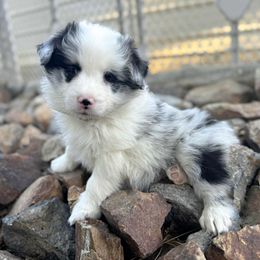 White Collar - Blue merle male Border Collie puppy in Mariposa, California from Team Reeves Ranch