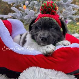 Dorothy - White and gray female Newfoundland puppy in Cambridge, Ohio from Sweet Creek Pups