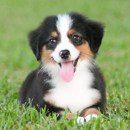 Theodore - Black tri male Miniature American Shepherd puppy in Palacios, Texas from Coastal’s Miniature American Shepherds
