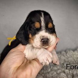 Ford - Black brown and white male Basset Hound puppy in Mack's Creek, Missouri from Mack's Creek Basset Hounds